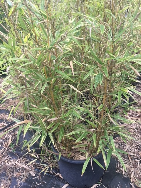 Hibanobambusa Tranquillans Shiroshima (Pot de 40L)