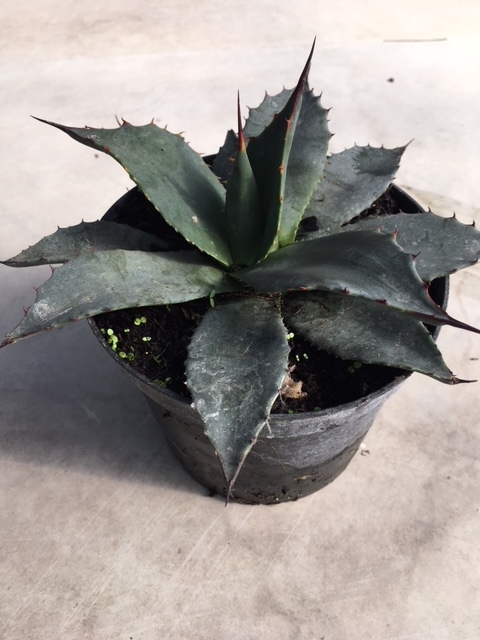 Agave parryi subsp. parryi (Pot de 1.5L)