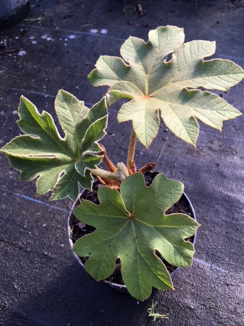 Tétrapanax papyrifera (pot de 3 l)