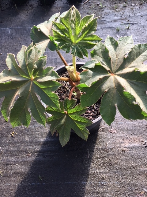 Tétrapanax papyrifera (pot de 10 l)