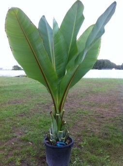 Ensete Ventricosum vert (Pot de 10L)