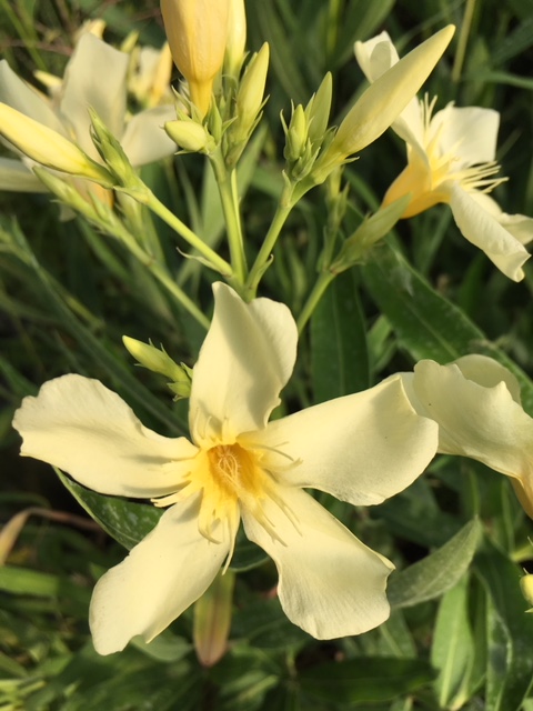 Nerium oleander Laurier-rose       Marie Gambetta (10 l)