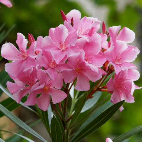 Nerium oleander Laurier-rose Cavalaire