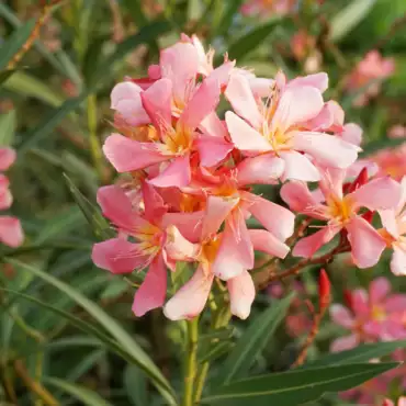 Nerium oleander Laurier-rose Docteur Ragioneri
