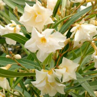 Nerium oleander Laurier-rose Luteum Plenum