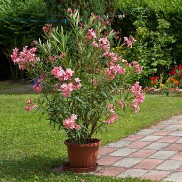 Nerium oleander Laurier-rose Minouche