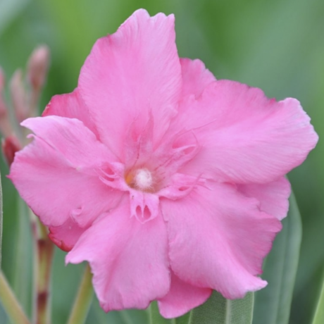 Nerium oleander Laurier-rose Rose des Borels