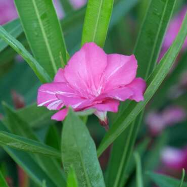 Nerium oleander Laurier-rose Tamouré