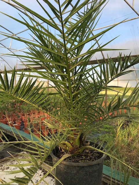Phoenix canariensis (10 l)