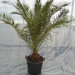Phoenix canariensis (30 l)