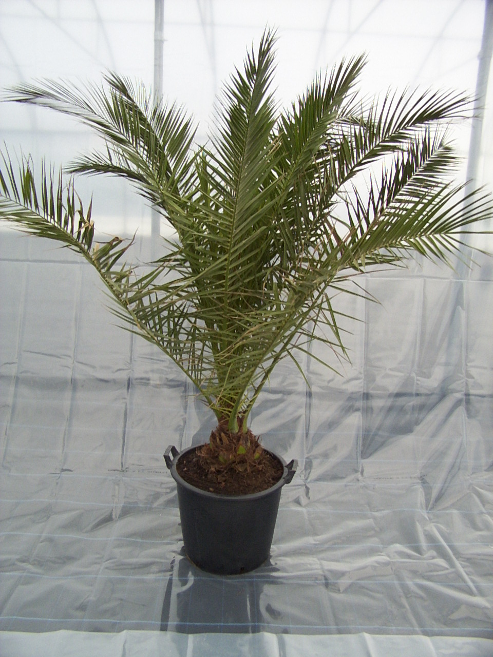 Phoenix canariensis (30 l)