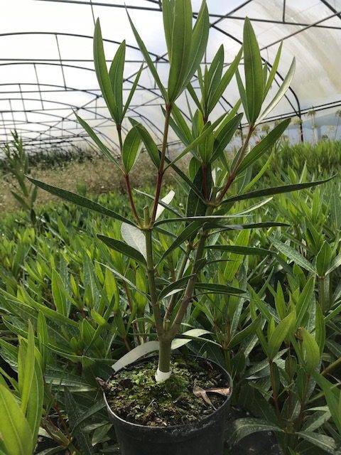 Nerium oleander Laurier-rose  Professeur Granel pot D13