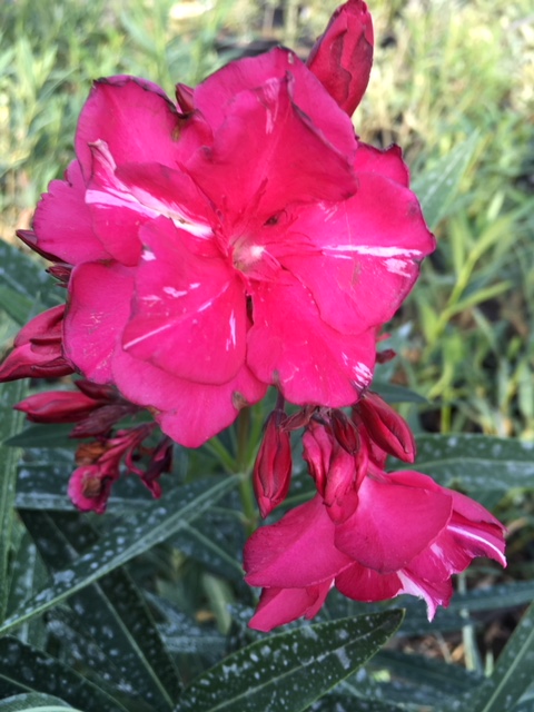 Nerium oleander Laurier-rose Commandant Barthelémy 5 Litres