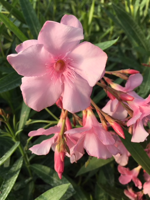 Nerium oleander Laurier-rose Madame Allen ( 10 l)