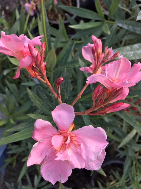 Nerium oleander Laurier-rose Ville de Carpentras ( 10 l)