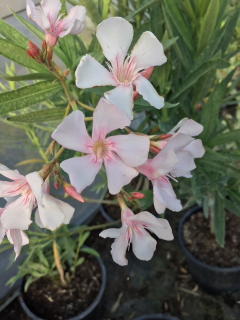 Nerium oleander Laurier-rose Allasio ( 10 l)