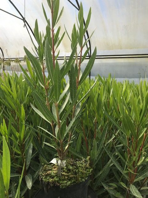 Nerium oleander Laurier-rose  Loulou ( pot D13)