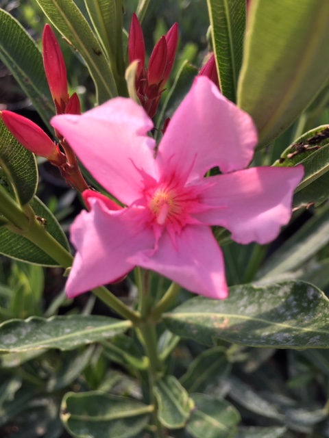 Nerium oleander Laurier-rose  Villa Romaine ( 5 l)