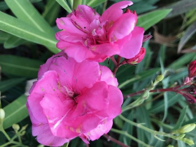 Nerium oleander Laurier-rose Splendens giganteum( 10 l)