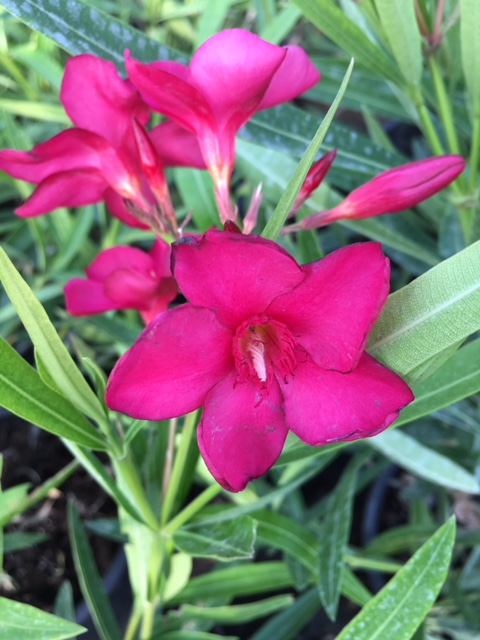 Nerium oleander Laurier-rose Red Beauty ( 10 l)