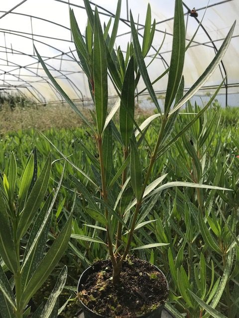 Nerium oleander Laurier-rose  Soleil Levant ( pot D13)