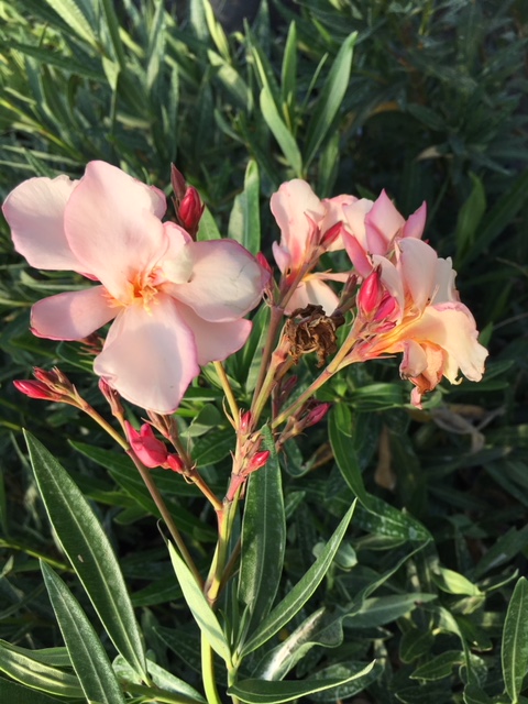 Nerium oleander Laurier-rose  Provence ( 20 l)