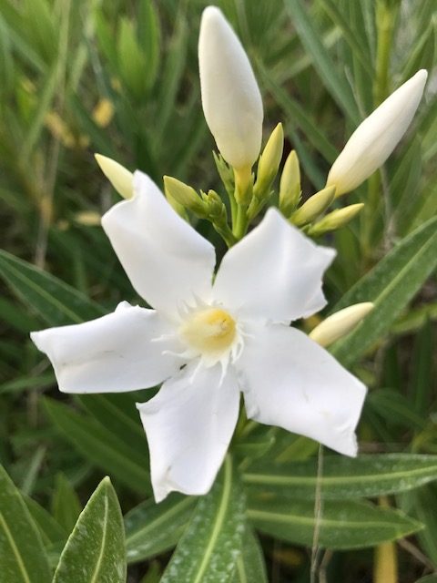 Nerium oleander  Laurier-rose  Soeur Agnès (10 l)