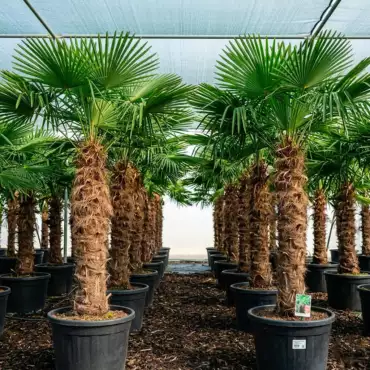 Trachycarpus fortunei