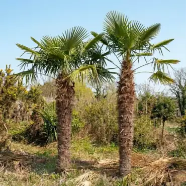 Trachycarpus fortunei