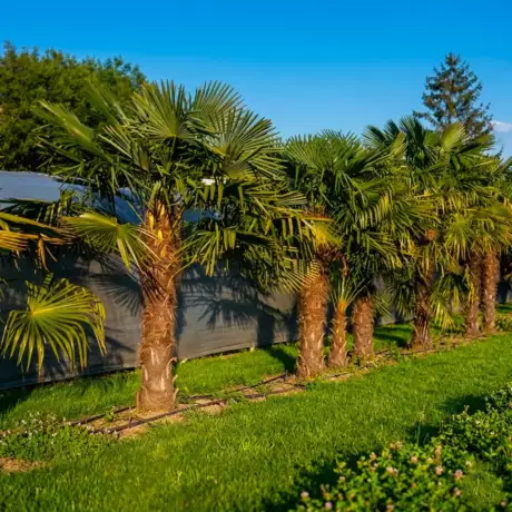 Trachycarpus fortunei