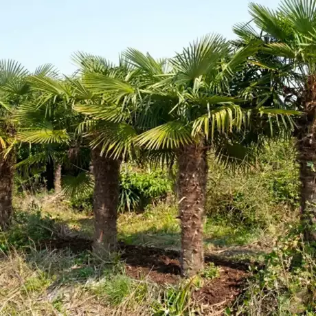 Trachycarpus fortunei